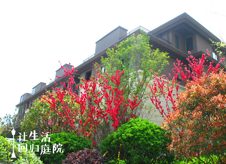 前后张望南阳50年：这样的天井，，，，，，，，很难再有了！